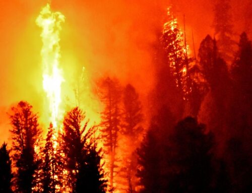 How AI Can Prevent Devastation Like the Recent Los Angeles Wildfires